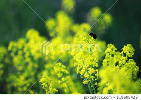 Flowers and plants summer field in sunlight Flowers and plants summer field in sunlight 119909429