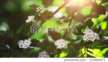 The first flowers against the background of green spring. Spring bloom. 119909471