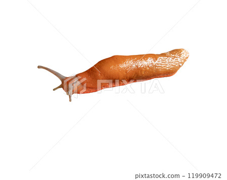 Spanish slug or Arion vulgaris isolated on white background Spanish slug or Arion vulgaris isolated on white background 119909472