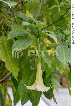 Brugmansia suaveolens, Brazil white angel trumpet, angel's tears or snowy angel's trumpet flower and leaves Brugmansia suaveolens, Brazil white angel trumpet, angel's tears or snowy angel's trumpet flower and leaves 119909476