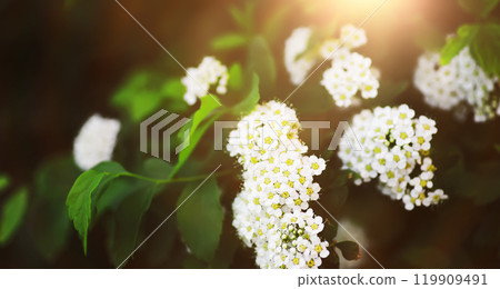The first flowers against the background of green spring. Spring bloom. The first flowers against the background of green spring. Spring bloom. 119909491