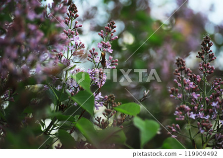 Spring bloom. The first flowers against the background of green spring. Spring bloom. The first flowers against the background of green spring. 119909492