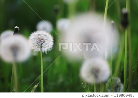 White dandelions in green grass. summer white flowers. 119909493