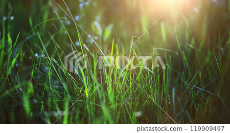 Calm quiet scene green grass landscape.Spring green grass. Calm quiet scene green grass landscape.Spring green grass. 119909497
