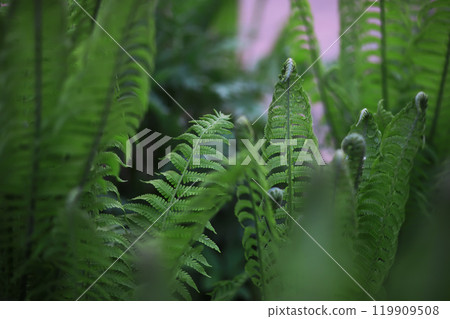 Spring green grass. Calm quiet scene green grass landscape. 119909508
