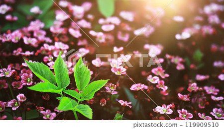 The first flowers against the background of green spring. Spring bloom. 119909510