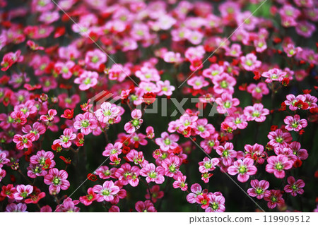 Spring bloom. The first flowers against the background of green spring. 119909512