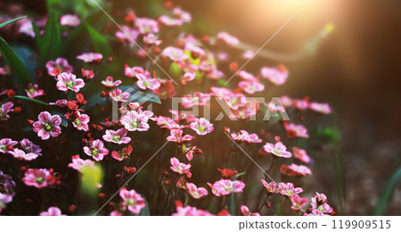 The first flowers against the background of green spring. Spring bloom. 119909515