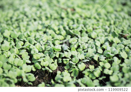 Green plant background for patrick's day Green plant background for patrick's day 119909522