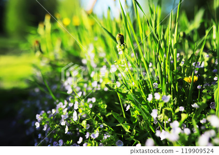Spring bloom. The first flowers against the background of green spring. Spring bloom. The first flowers against the background of green spring. 119909524