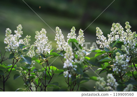 Spring bloom. The first flowers against the background of green spring. Spring bloom. The first flowers against the background of green spring. 119909560
