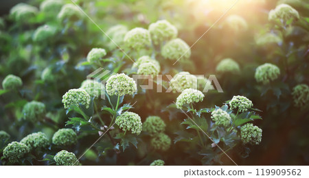 The first flowers against the background of green spring. Spring bloom. 119909562