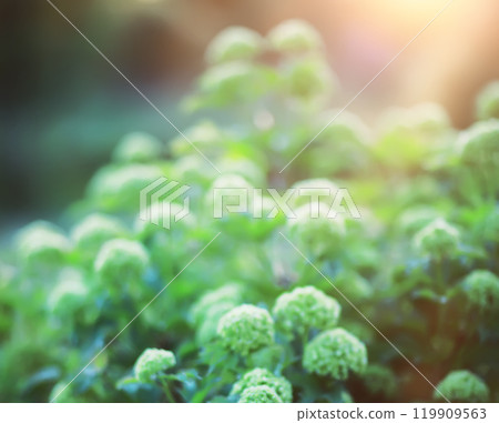 The first flowers against the background of green spring. Spring bloom. 119909563