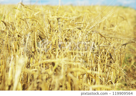 city park without people on an autumn day, bright rays of the sun shine through the crowns of maple trees 119909564