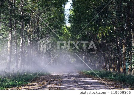 Beautiful autumn park. Russian North. Autumn trees and leaves. Autumn Landscape.Park in Autumn. Forest in Autumn. 119909566
