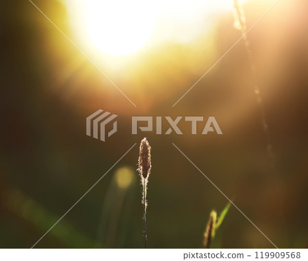 Calm quiet scene green grass landscape.Spring green grass. 119909568