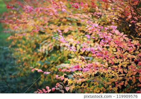 Beautiful autumn park. Russian North. Autumn trees and leaves. Autumn Landscape.Park in Autumn. Forest in Autumn. 119909576