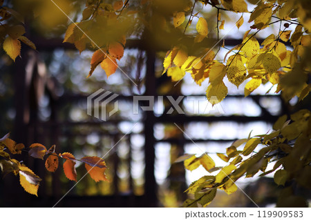 Beautiful autumn park. Russian North. Autumn trees and leaves. Autumn Landscape.Park in Autumn. Forest in Autumn. Beautiful autumn park. Russian North. Autumn trees and leaves. Autumn Landscape.Park in Autumn. Forest in Autumn. 119909583