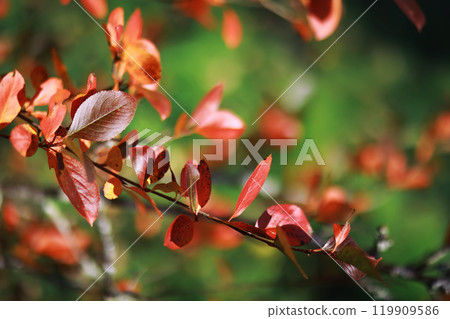 Beautiful autumn park. Russian North. Autumn trees and leaves. Autumn Landscape.Park in Autumn. Forest in Autumn. 119909586