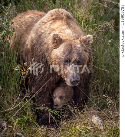 Brown Bear Fishing for Sockeye Salmon in Alaksa  119909785