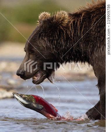 Brown Bear Fishing for Sockeye Salmon in Alaksa  119909786