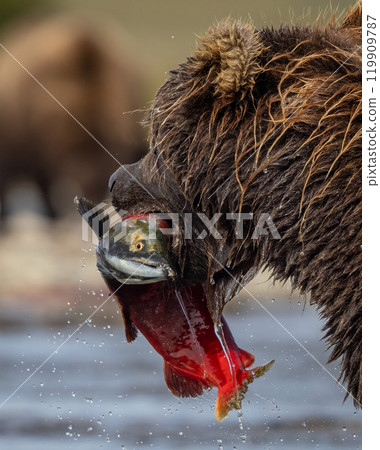Brown Bear Fishing for Sockeye Salmon in Alaksa  119909787