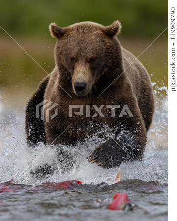 Brown Bear Fishing for Sockeye Salmon in Alaksa  119909790