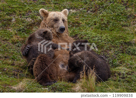 Brown Bear Fishing for Sockeye Salmon in Alaksa  119909838