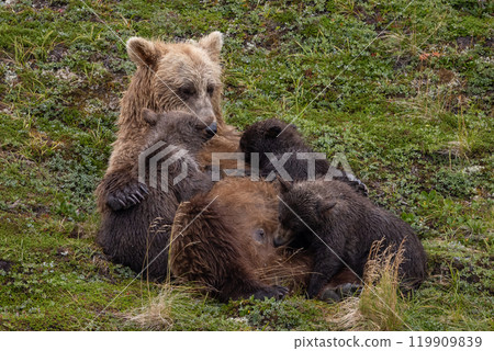 Brown Bear Fishing for Sockeye Salmon in Alaksa  119909839