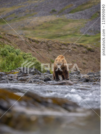 Brown Bear Fishing for Sockeye Salmon in Alaksa  119909840