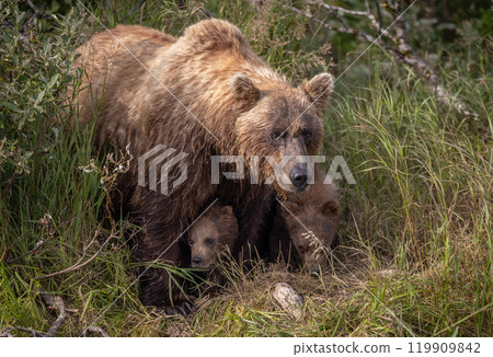 Brown Bear Fishing for Sockeye Salmon in Alaksa  119909842