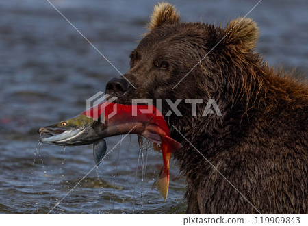 Brown Bear Fishing for Sockeye Salmon in Alaksa  119909843