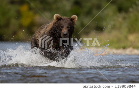 Brown Bear Fishing for Sockeye Salmon in Alaksa  119909844