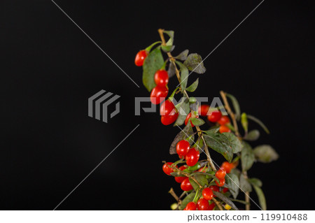 fresh ripe red goji berries on a branch, isolated on black background fresh ripe red goji berries on a branch, isolated on black background 119910488