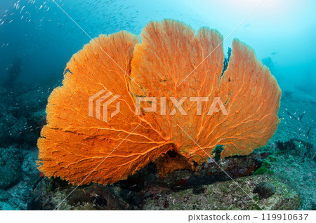 Giant Gorgonian Sea Fan coral (Seafan) near Similan Island in Andaman sea. 119910637