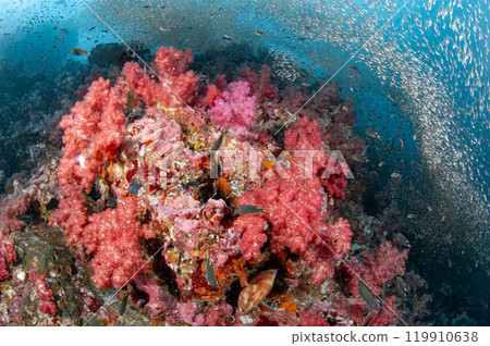 Beautiful colorful soft coral reef with massive school of glass fish at Richelieu Rock in Thailand Beautiful colorful soft coral reef with massive school of glass fish at Richelieu Rock in Thailand 119910638