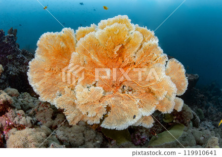 Giant Gorgonian Sea Fan coral (Seafan) at Tachai Pinnacle in Andaman sea, Thailand. Giant Gorgonian Sea Fan coral (Seafan) at Tachai Pinnacle in Andaman sea, Thailand. 119910641