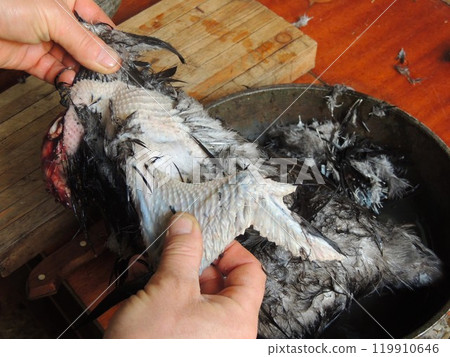 Removing feathers from a chicken during farm keeping of poultry and slaughter at home, male hands plucking gray feathers from a carcass of a rooster with dark skin, close-up Removing feathers from a chicken during farm keeping of poultry and slaughter at home, male hands plucking gray feathers from a carcass of a rooster with dark skin, close-up 119910646