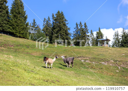 Alpacas at Alpe di Siusi in Southtyrol, Italy Alpacas at Alpe di Siusi in Southtyrol, Italy 119910757
