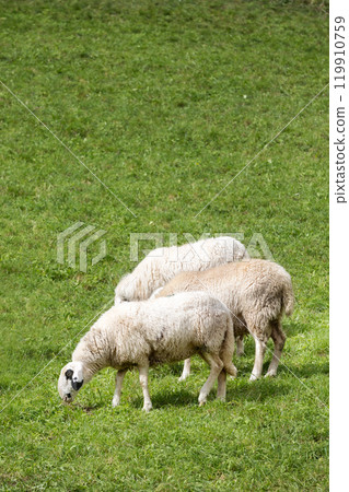 Sheep grazing freely, green grass, eco farm concept Sheep grazing freely, green grass, eco farm concept 119910759