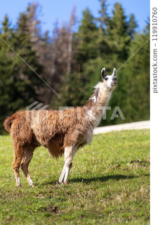 Alpaca at Alpe di Siusi in Southtyrol, Italy 119910760
