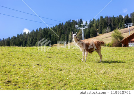 Alpaca at Alpe di Siusi in Southtyrol, Italy Alpaca at Alpe di Siusi in Southtyrol, Italy 119910761