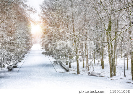 Stunning landscape with snow-covered trees and Christmas trees in the city park. Stunning landscape with snow-covered trees and Christmas trees in the city park. 119911098