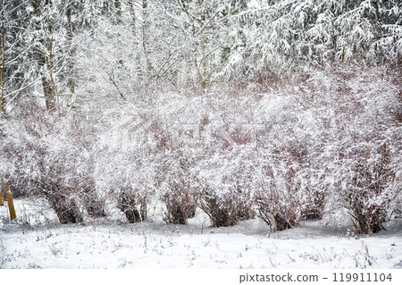 Bushes with snow and frost at city park on morning time 119911104