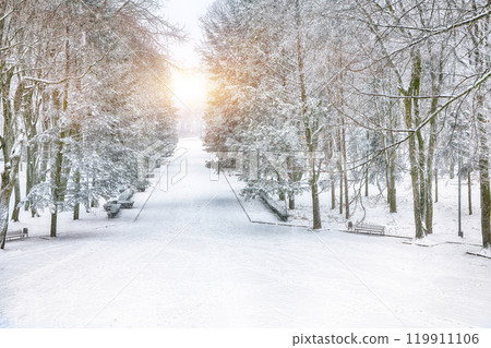Stunning landscape with snow-covered trees and Christmas trees in the city park. Stunning landscape with snow-covered trees and Christmas trees in the city park. 119911106
