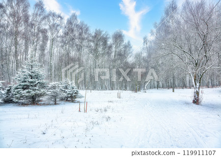 Amazing landscape with snow-covered trees in the city park. 119911107