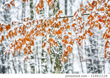 Amazing view of frozen leaves covered with snow. Amazing view of frozen leaves covered with snow. 119911128