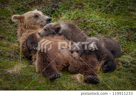 Brown Bear Fishing for Sockeye Salmon in Alaksa Brown Bear Fishing for Sockeye Salmon in Alaksa 119911233