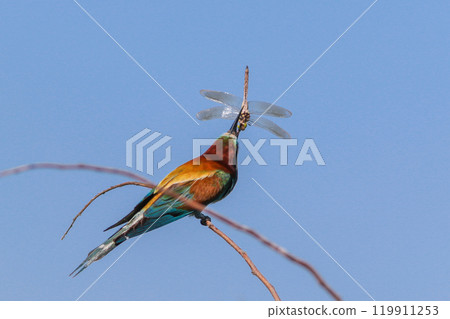 european bee eater 119911253