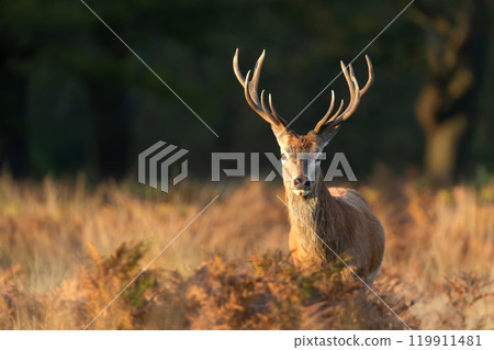 Portrait of a young red deer stag during the rut in autumn Portrait of a young red deer stag during the rut in autumn 119911481